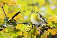 Vogel 2